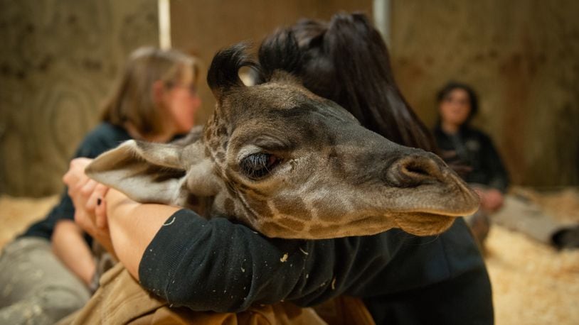 Ubumwe, a female Masai giraffe calf born Oct. 30, died Saturday morning. PHOTO BY GRAHM S. JONES, Columbus Zoo and Aquarium