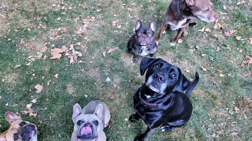 The photo is of part of the Sperry crew. The black Lab mix is Doe, the brown Lab mix is CoCo, the light dawn Frenchie is Darla, the dark brown Frenchie is Luigi and the reddish Frenchie is Eleanor. CONTRIBUTED