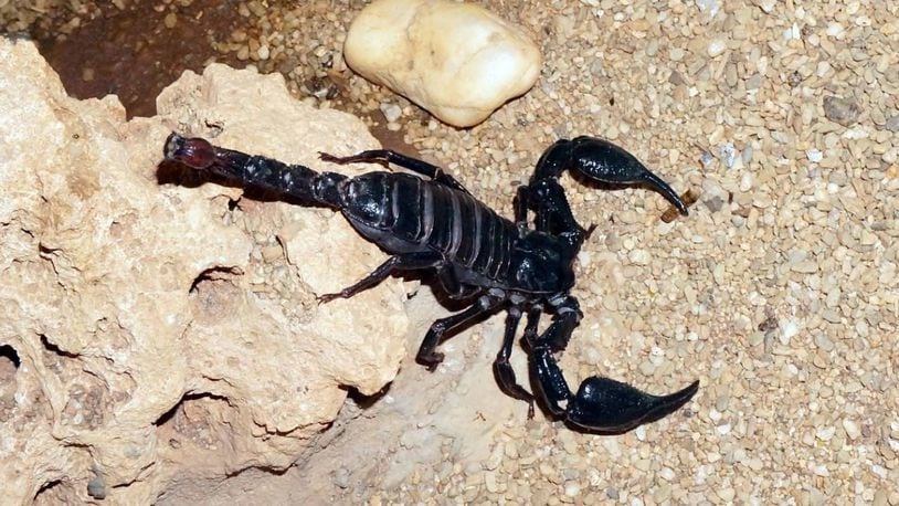 A woman said she was stung by a scorpion while she was a passenger on a flight from San Francisco to Atlanta.