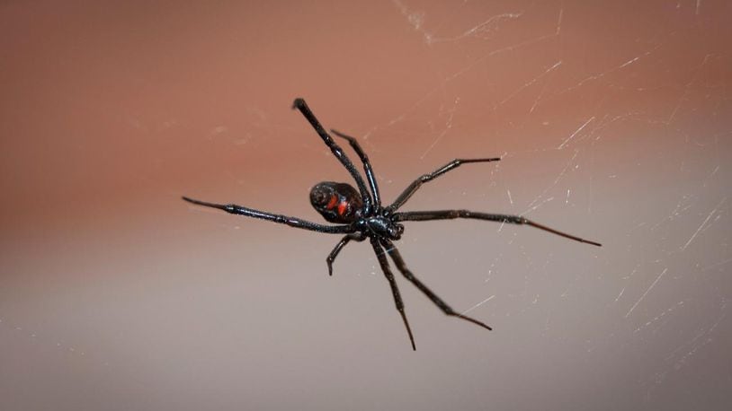 A Connecticut woman and her son had a close encounter with a black widow spider found crawling  through a bunch of grapes.