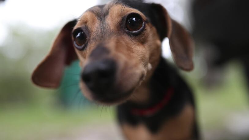 "Chewbarka”, a 3-year-old chihuahua-dachshund mix stands outside his family’s home where he alerted them to a fire early Tuesday morning, barking in a panic. The family awoke to his cries in time to escape the building before it completely burned.