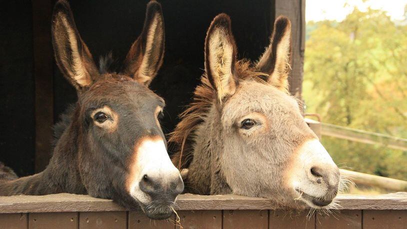 Two donkeys were found mauled to death in southeastern Louisville, officials said.