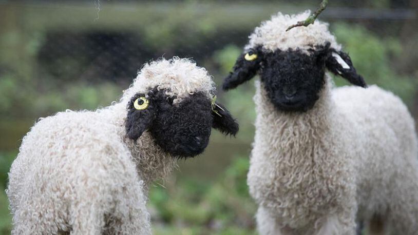 Valais Blacknose sheep are distinctive in their markings.