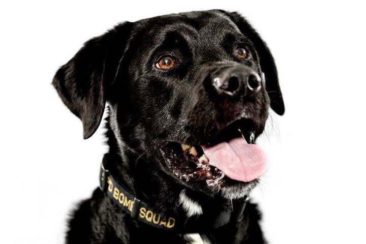 Seattle's canine police force