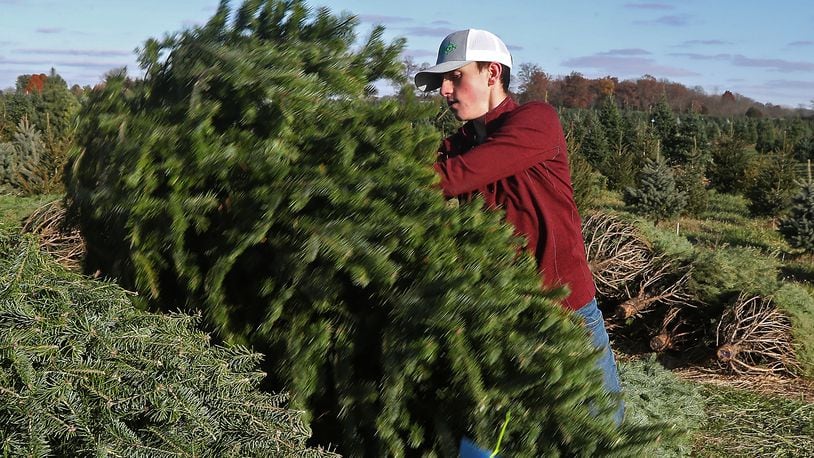 Ian Spence loads cut trees on a trailer at Carl and Dorothy Young's Cut Your Own Christmas Tree Farm Friday. BILL LACKEY/STAFF