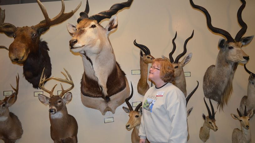 Hefner Museum of Natural History educator Julia Robinson looks at a Lord Derby’s Eland in the museum's room of animals from around the world.