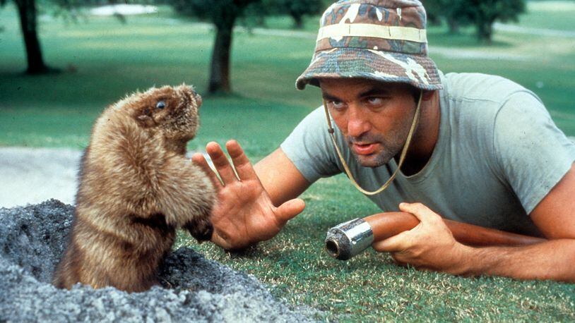 Bill Murray is eye to eye with a groundhog in a scene from the 1980 film "Caddyshack."