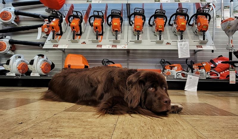 Rosie the shop dog rests on the floor Friday, June 18, 2021 at Al Joe's Pet and Garden Center on NW Washington Blvd. in Hamilton. 
Al-Joe's Pet and Garden Centers are celebrating 100 years in business this year. They now have locations in Hamilton and West Chester Township. NICK GRAHAM / STAFF