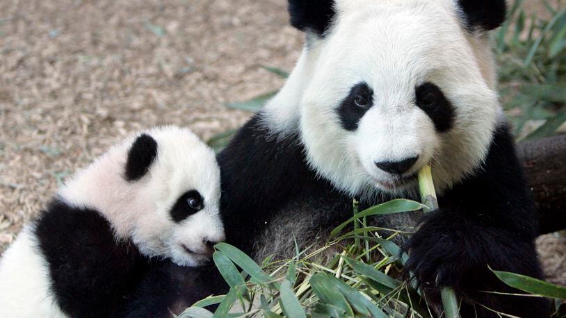 In this Jan. 12, 2007, file photo, Giant Panda panda mother Lun Lun, right, eats bamboo as her cub Mei Lan explores her new habitat at Zoo Atlanta.