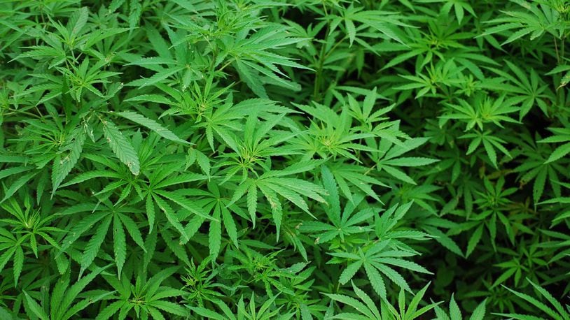 Police make a surprising discovery at the Vermont State House Monday. More than 30 cannabis plants growing among flowers in a flower bed outside the building. They;re not sure whether the plants are marijuana or hemp.