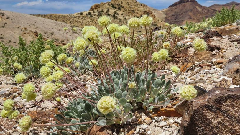 FILE - This photo provided by the Center for Biological Diversity shows a Tiehm's buckwheat plant near the site of a proposed lithium mine in Nevada, May 22, 2020. The Biden administration has taken a significant step in its expedited environmental review of what's next in line to become only the third U.S. lithium mine, as conservationists fear it will lead to the extinction of the endangered Nevada wildflower near the California line. (Patrick Donnelly/Center for Biological Diversity via AP, File)
