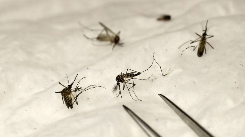 Sterile mosquitoes will be used to curtail the population of the insects in California.