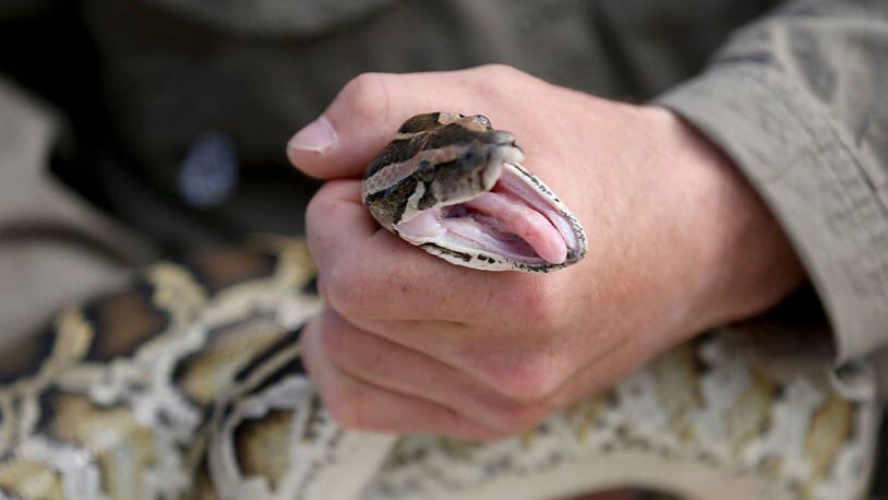 An 18-foot python startled residents in a Detroit neighborhood Thursday.