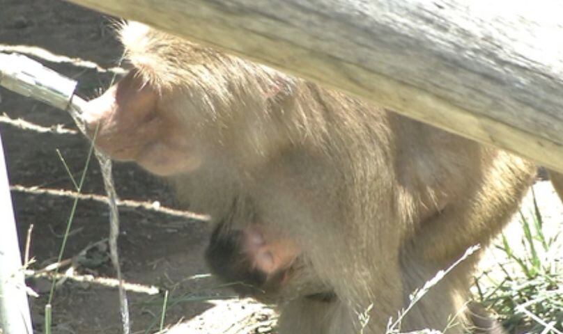 Baby hamadryas baboon at Oakland Zoo