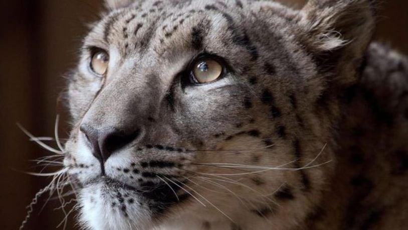 Margaarsh, an 8-year-old snow leopard, had to be euthanized when he escaped from his enclosure at the Dudley Zoo.