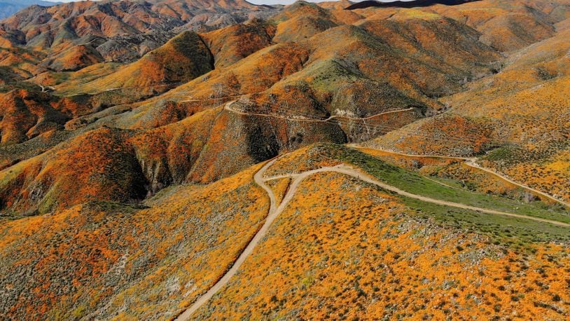 An aerial view of the superbloom of wild poppies blanketing the hills of Walker Canyon on March 12, 2019 near Lake Elsinore, California.