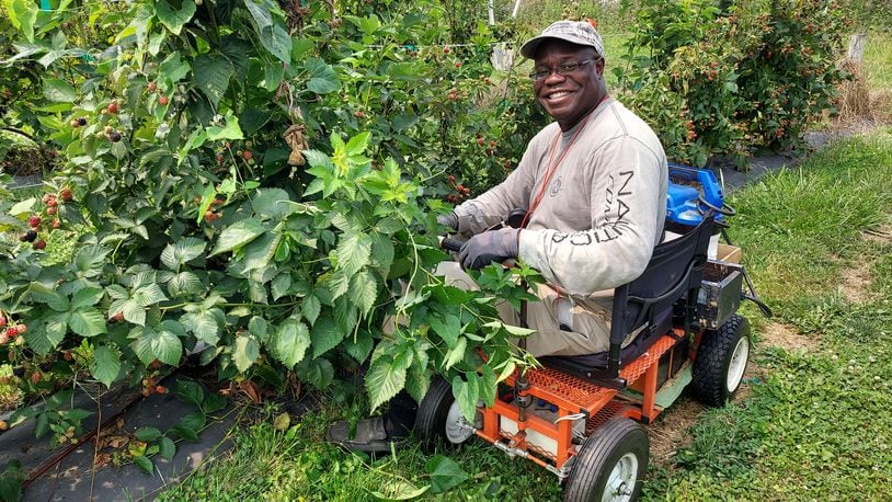 Shelton Williams is an employee at Indian Springs Berry Farm which offers walk-through tours from May through October. CONTRIBUTED