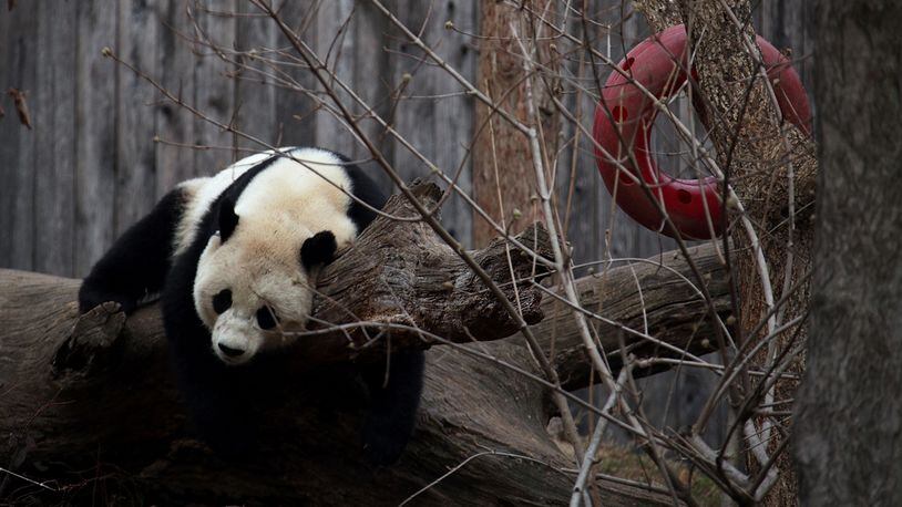 Panda Cam will be turned off at the National Zoo as the government shutdown continues. All of the Smithsonian Institution's museums will close starting Wednesday.