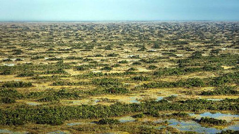 A view of tree islands free of Old World Climbing Fern in the northern boundaries of the Everglades in Palm Beach County, Florida.