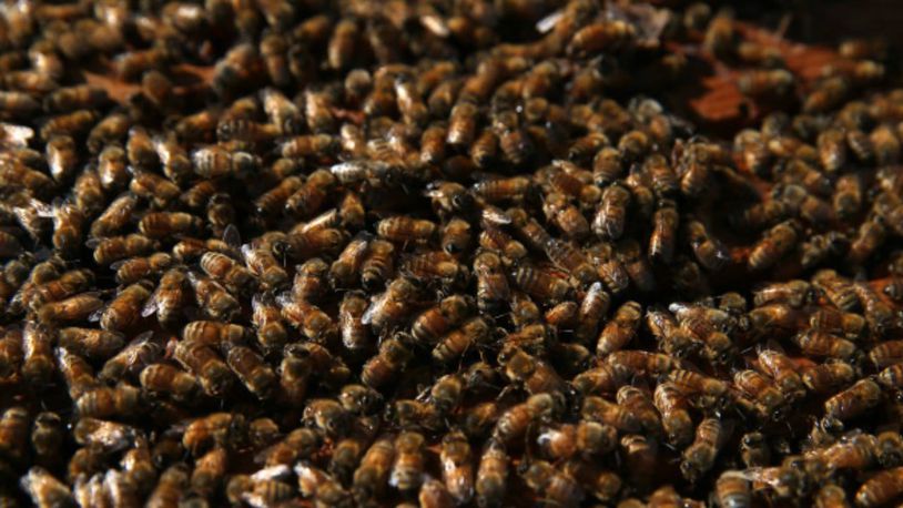 A swarm of  bees disrupted the start of Monday's baseball game in Cincinnati.