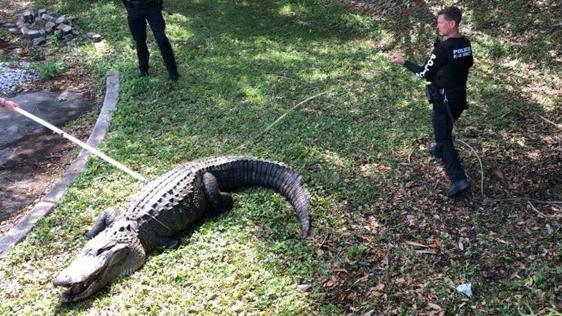 Police in Jupiter get a 12-foot alligator under control Thursday morning.