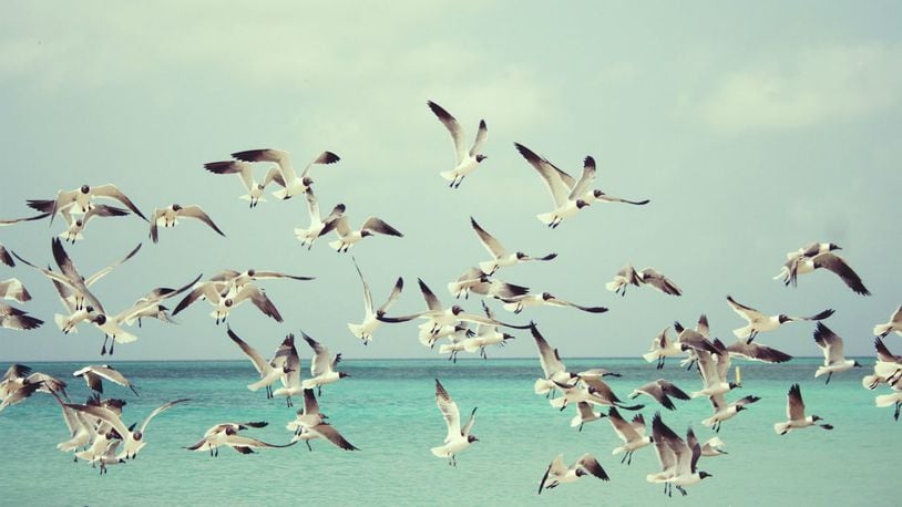 A Jersey Shore mayor is cracking down after an overwhelming number of complaints about seagulls taking food from people along the beach and boardwalk, sometimes right out of their hands. (Photo: bertvthul/Pixabay)