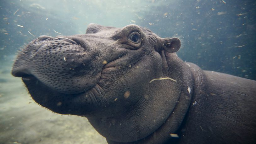 In this Nov. 2, 2017, file photo, Fiona, a Nile hippopotamus plays in her enclosure at the Cincinnati Zoo & Botanical Garden, in Cincinnati. The zoo said Fiona will soon eat nothing but grown-up hippo food as she's weaned from her bottles of formula. (AP Photo/John Minchillo, File)