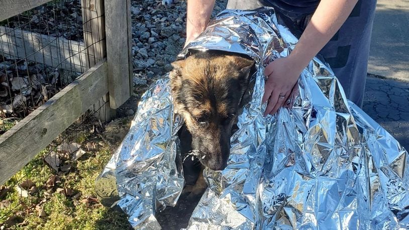 This German shepherd puppy was rescued from a frozen pond by a Butler County Sheriff's Deputy. The puppy was reunited with his owner. CONTRIBUTED