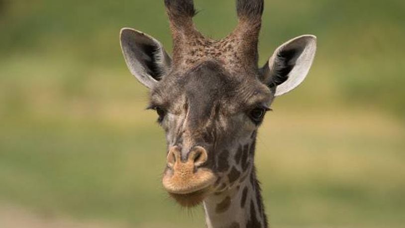 Cami, the mother of a Masai giraffe calf that died earlier in the week after birth complications, died Saturday. (Photo: Columbus Zoo)