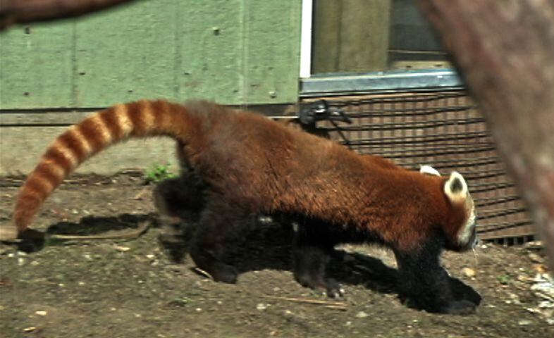 New Red Panda at the San Francisco Zoo