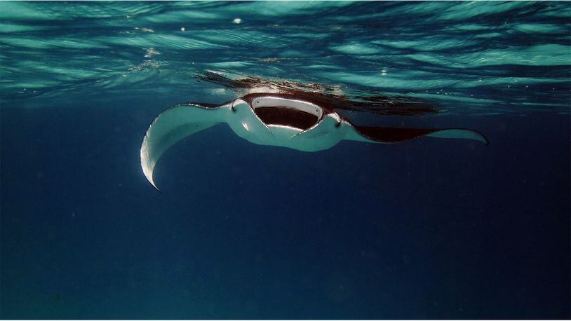 FILE PHOTO: A manta ray allowed a snorkeler to remove three large hooks from near her eye.