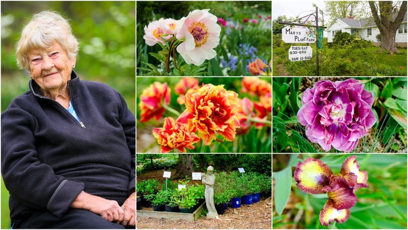 Mary Harrison is the owner of Mary’s Plant Farm & Landscaping in Hanover Twp. The 95-year-old also founded the Floras Amo Garden Club in Hamilton. GREG LYNCH/STAFF