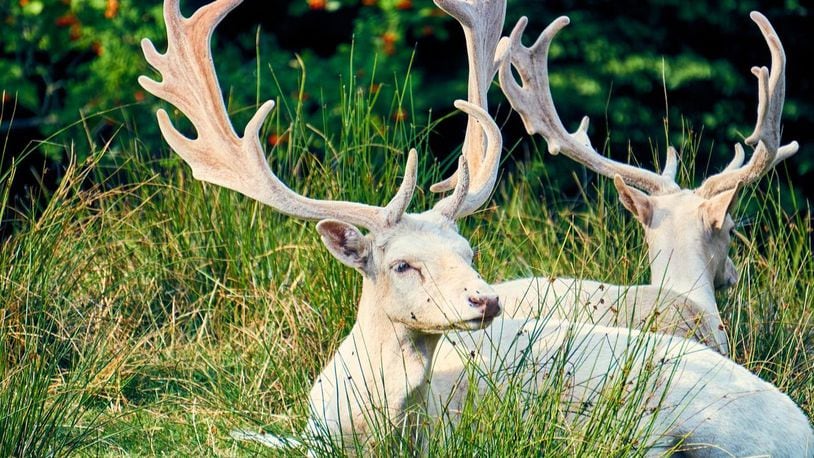 A hunter spotted a rare, albino buck while hunting in Tennessee, similar to the ones pictured here. It's illegal to shoot the animals in a few states, including Tennessee.