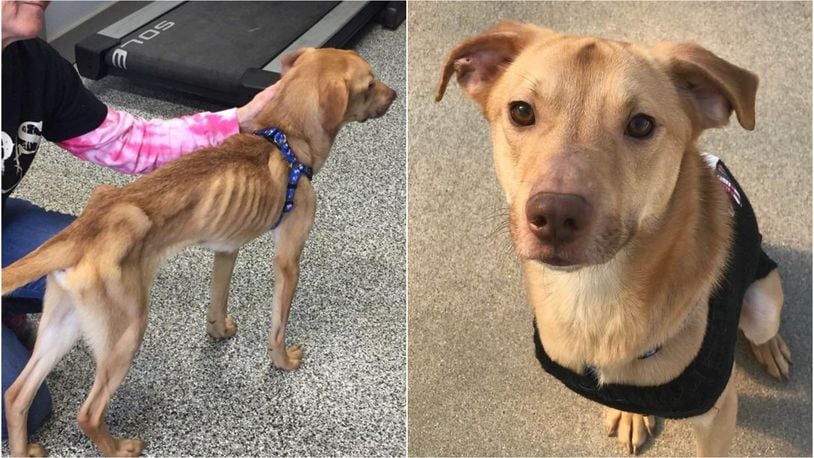 A dog was turned into Joseph’s Legacy animal rescue group last month severely emaciated. Today Marvin is near a healthy weight after gaining 37 pounds, according to Meg Melampy, executive director of Joseph’s Legacy. SUBMITTED