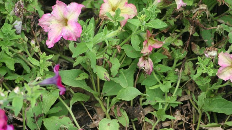 Botrytis on petunia occurs during cool wet weather. CONTRIBUTED