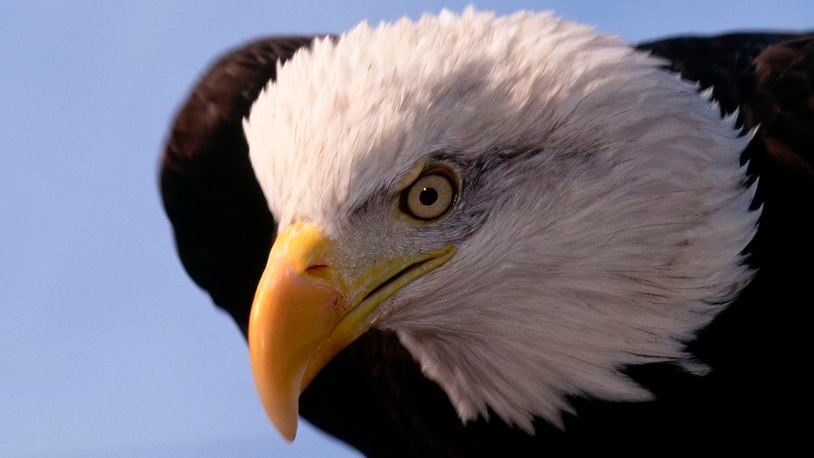 Bald Eagle Close-Up (Photo by Galen Rowell/Corbis via Getty Images)