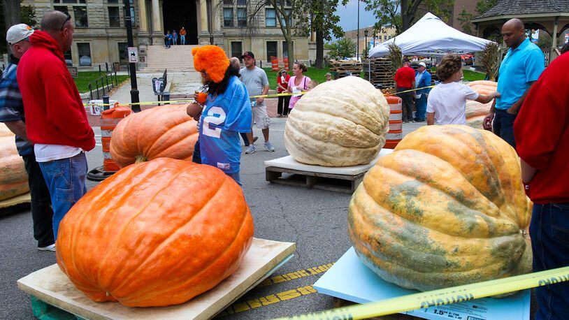 Visitors look at the giant pumpkins gathered outside the Historic Butler County Courthouse during Operation Pumpkin: Pumpkin & Art Festival in Hamilton, Friday, Oct. 5, 2012. I weigh-off was later held with the largest pumpkin expected to weigh 1600 pounds. Staff photo by Greg Lynch