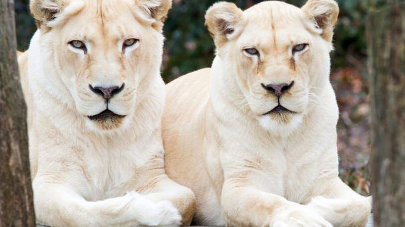 Prosperity (right) a whilte lion who lived at the Cincinnati Zoo since 1998, died Monday from " extended age-related health issues." At left is her 18-year-old daughter, Gracious." CINCINNATI ZOO & BOTANICAL GARDEN