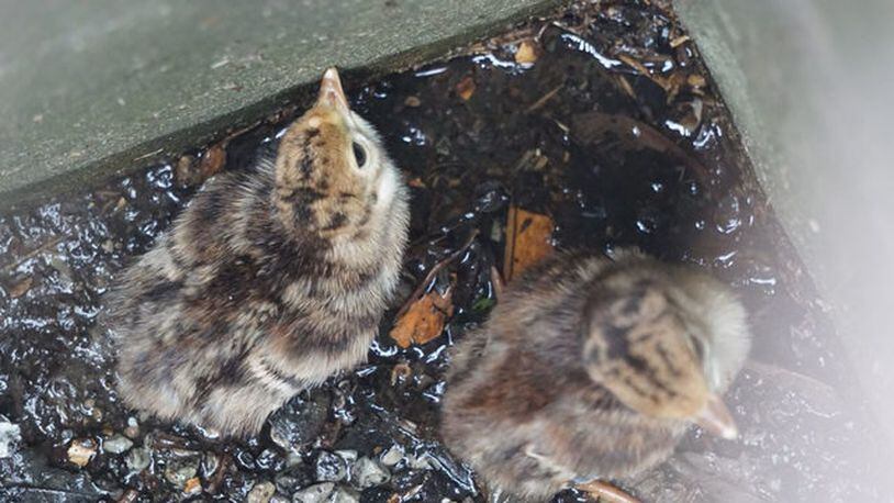 Baby turkeys were rescued after becoming trapped under sewer grate.