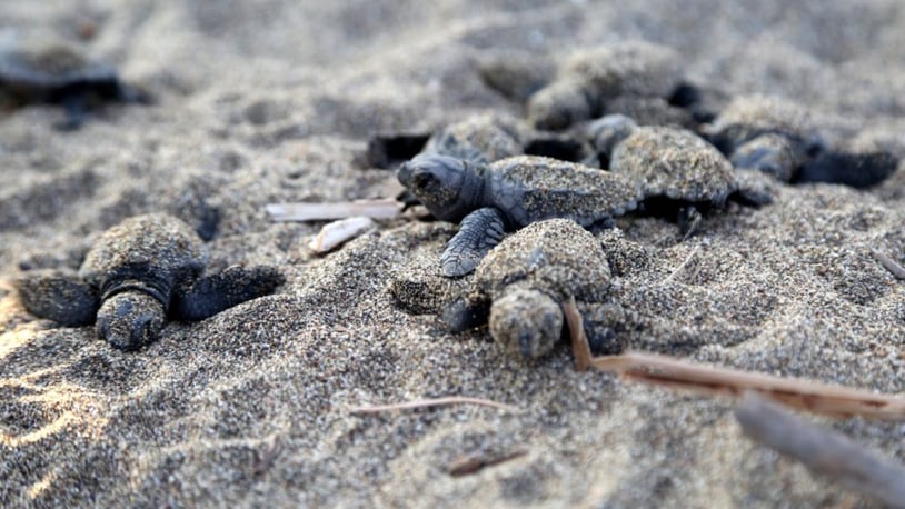 File photo of newly hatched Loggerhead turtles (Photo by Mustafa Gungor/Anadolu Agency/Getty Images)