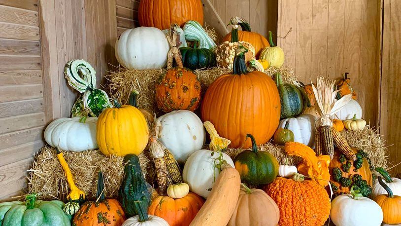 The collection of pumpkins available in Schappacher Farms' market.