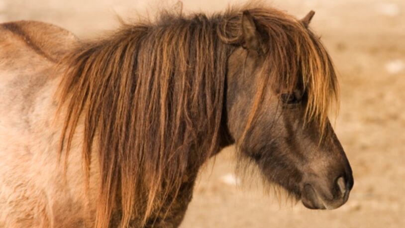 Shaggy Miniature Horse. (Photo By: MyLoupe/UIG Via Getty Images)