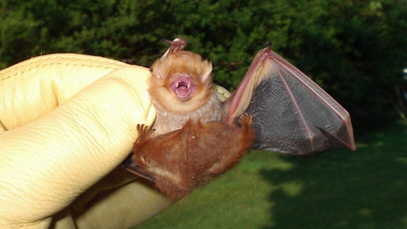 Warren County said a bat found there has tested positive for rabies, prompting suggestions of how residents can keep themselves and their animals safe. This 2016 file photo shows a Clark County bat that tested positive for rabies. CONTRIBUTED