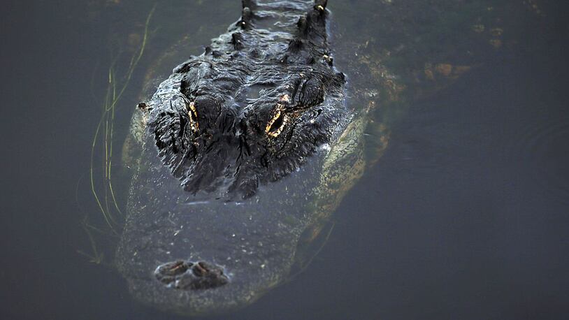 File photo of an alligator