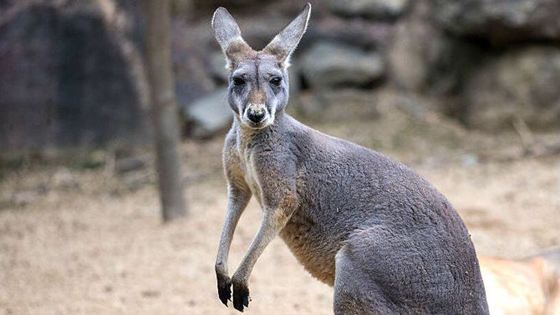 A kangaroo is pictured at the Hangzhou Zoo in Hangzhou, Zhejiang Province of China.