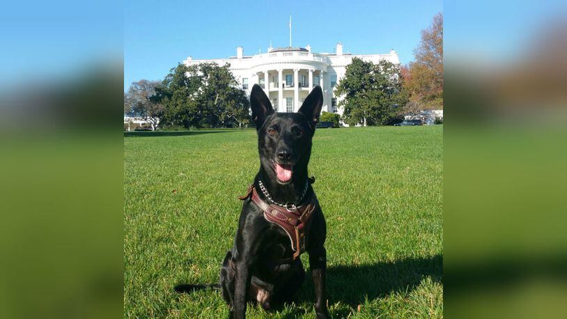 Hurricane, a former US Secret Service dog who was injured while protecting the president from an intruder in 2014, will be honored by a leading United Kingdom veterinary charity, the first foreign animal to win the award.