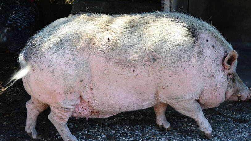 A pot-bellied pig was tortured and spray-painted blue in northeastern Kentucky.