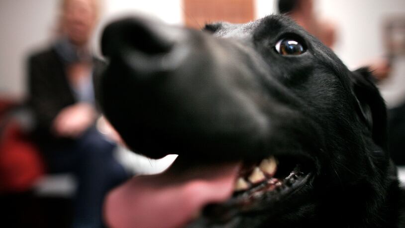 A Labrador retriever. (Photo by Chip Somodevilla/Getty Images)