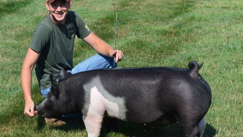 Matt Butterfield is shown with his barrow, Repeat, which he hopes will bring him another Grand Champion prize at the Ohio State Fair. He had the champion last year and has five barrows this year. He thinks the best three will go to the state fair, with the other two at this week’s Butler County Fair. CONTRIBUTED/BOB RATTERMAN