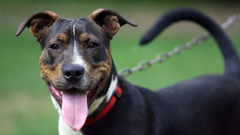 The city of Fairfield is considering a change in its animal ordinance, including lifting its ban on pit bulls. Ohio removed all references to permitting breed-specific bans, and courts have ruled against communities banning dogs based on breeds. FILE